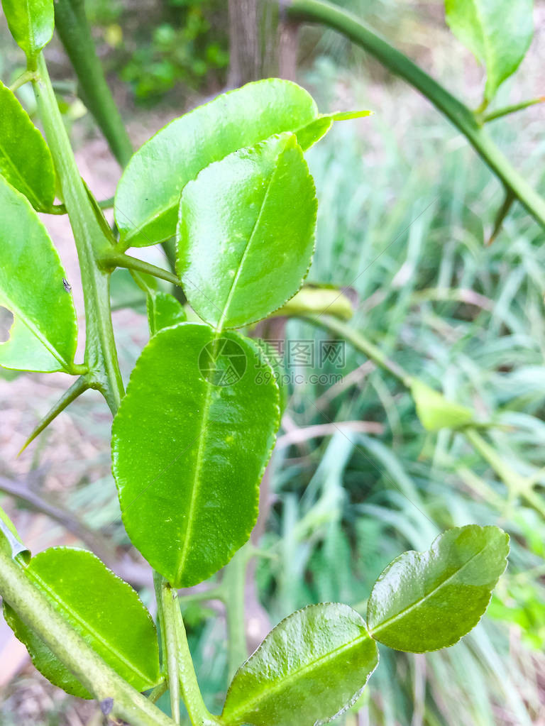 将青柠叶或水蛭石灰或柑橘hystrixDC种植在地面上它是一种泰国草本植物图片