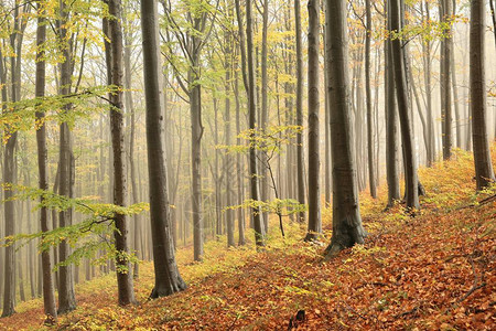 雾中的秋山毛榉林图片
