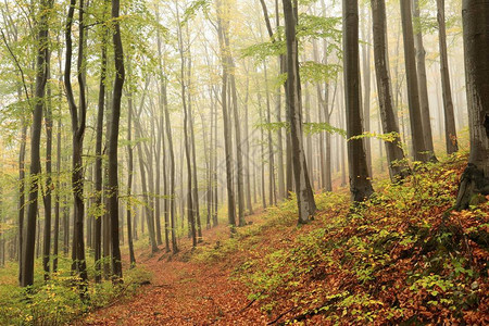 穿过秋天山毛榉森林的小路图片