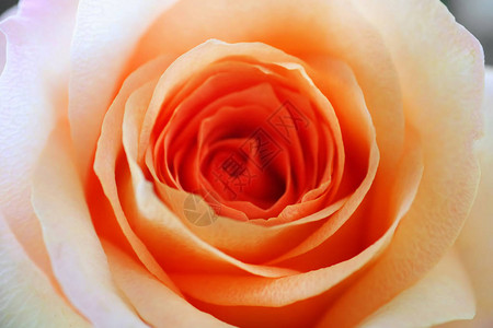 美丽的橙色玫瑰特写图片