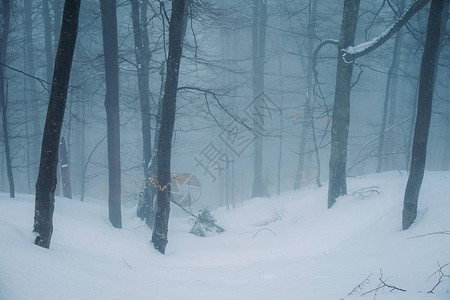 白天冬天森林覆盖着积雪和浓雾图片