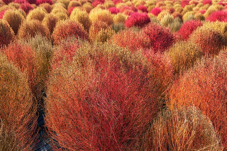 秋季开花的科奇亚草原图片