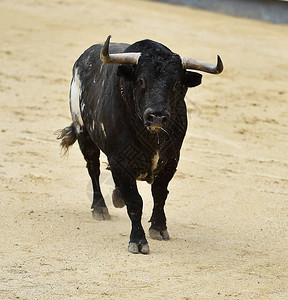 黑公牛背景图片