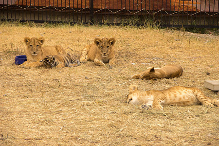 老虎幼熊小百合和狮子在夏天在动物园图片