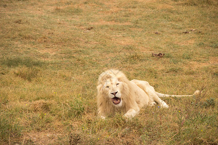 一只美丽的白毛狮子在躺动物园的图片