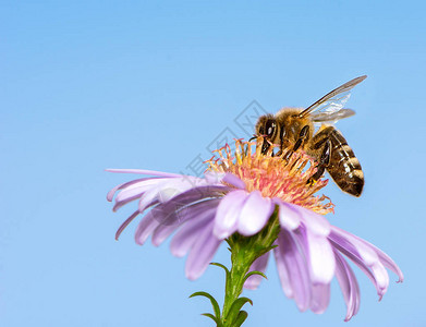 蜜蜂收集花蜜在紫色的图片