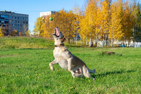 夏季宠物健康拉布多犬狗和它的主人一起玩图片