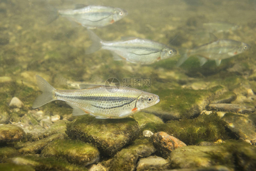 淡水鱼RiffleminnowAlburnoidesbipunctatus水下摄影鲦鱼在干净的水和自然栖息地自然光湖泊和河流栖息图片