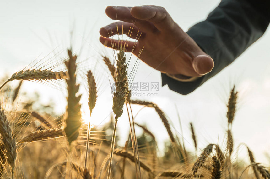 在黄金成熟的小麦耳上图片