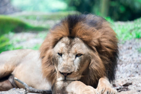 在森林里休息时一只肌肉胸长深的雄狮子的模糊近身镜头闪亮的照片图片