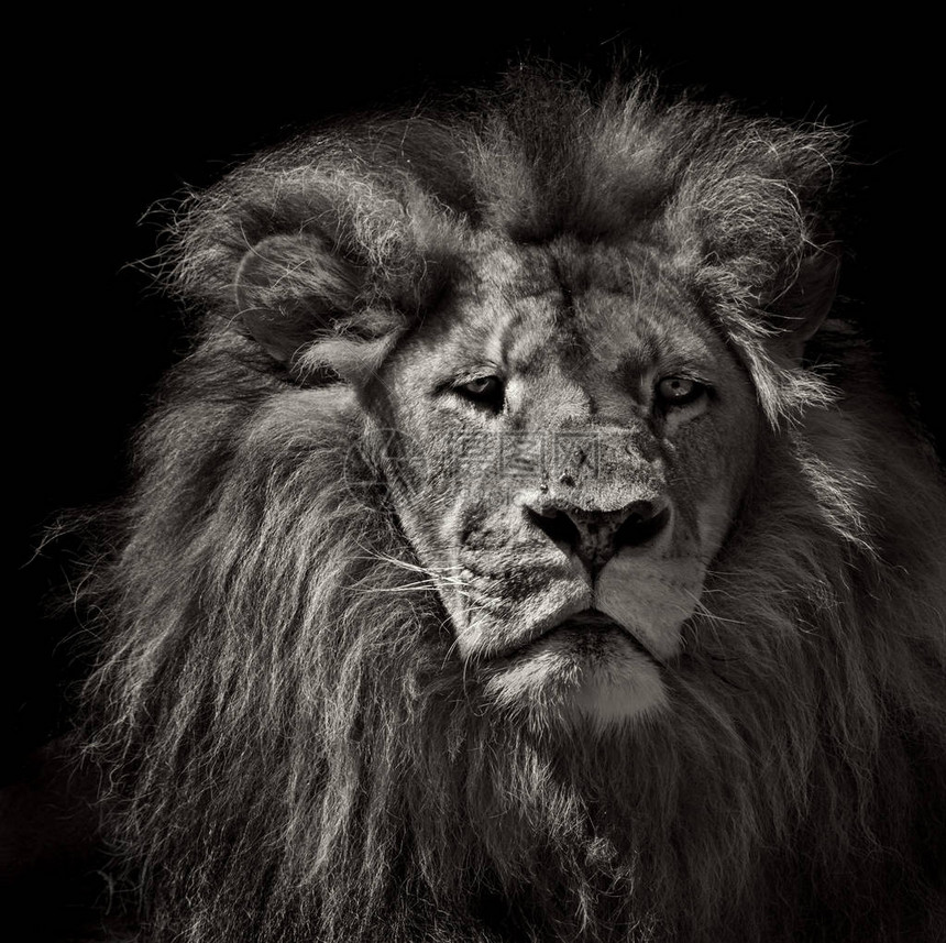 沉思的狮子被黑色隔离图片
