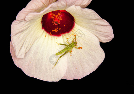 蔷薇芙蓉花上的蚱蜢图片