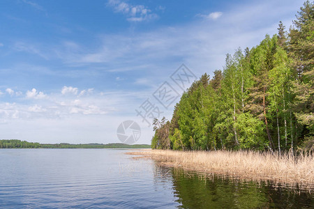 俄罗斯卡累利阿的湖岸图片
