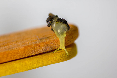 一只很小的蜗牛壳是黄色的图片