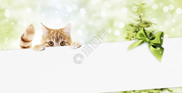 宠物商店或兽医诊所的圣诞告示牌或礼品卡在模糊绿色X马灯下用绿丝结弓显示白卡的姜猫背景图片