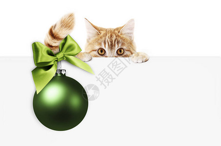 宠物店或兽医诊所的圣诞快乐招牌或礼品卡图片