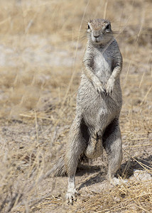 冬天在纳米比亚的海角地松鼠图片