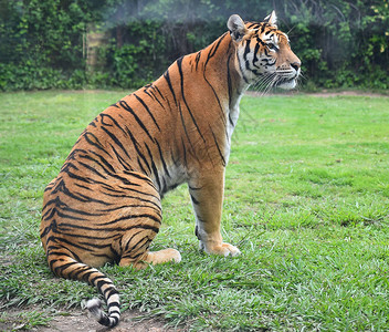 野生动物园愤怒的老虎图片
