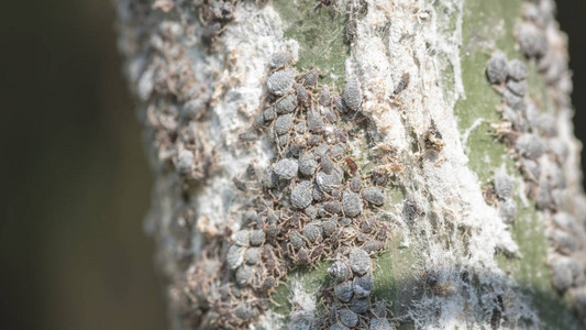 一群蝗虫在竹子上图片