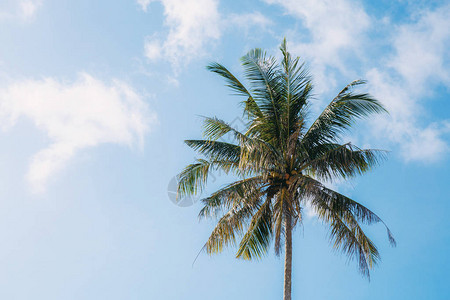 海上的椰子树蓝天图片