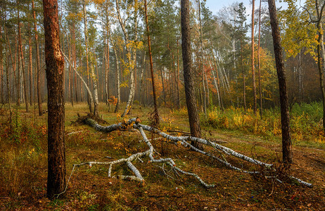 秋天散步在树林里散步秋色图片