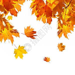 五颜六色的树叶上白色孤立图片