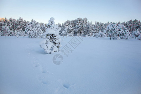 美丽的冬天风景雪树图片