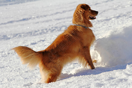 一只金毛猎犬在冬天的雪地里玩耍图片