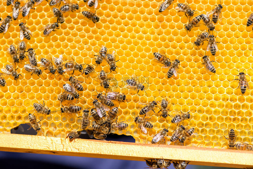 蜜蜂在窝上紧贴的蜜蜂在补助有选择的焦图片