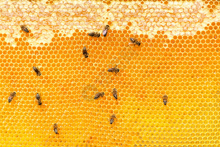 蜜蜂在窝上紧贴的蜜蜂在补助有选择的焦图片