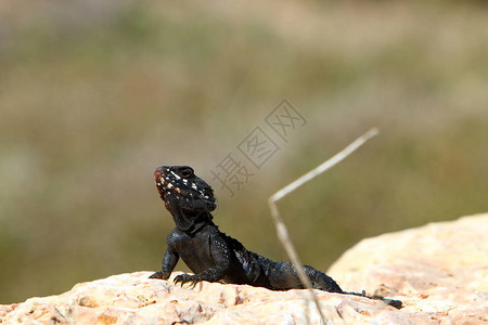 一只蜥蜴坐在大岩石图片