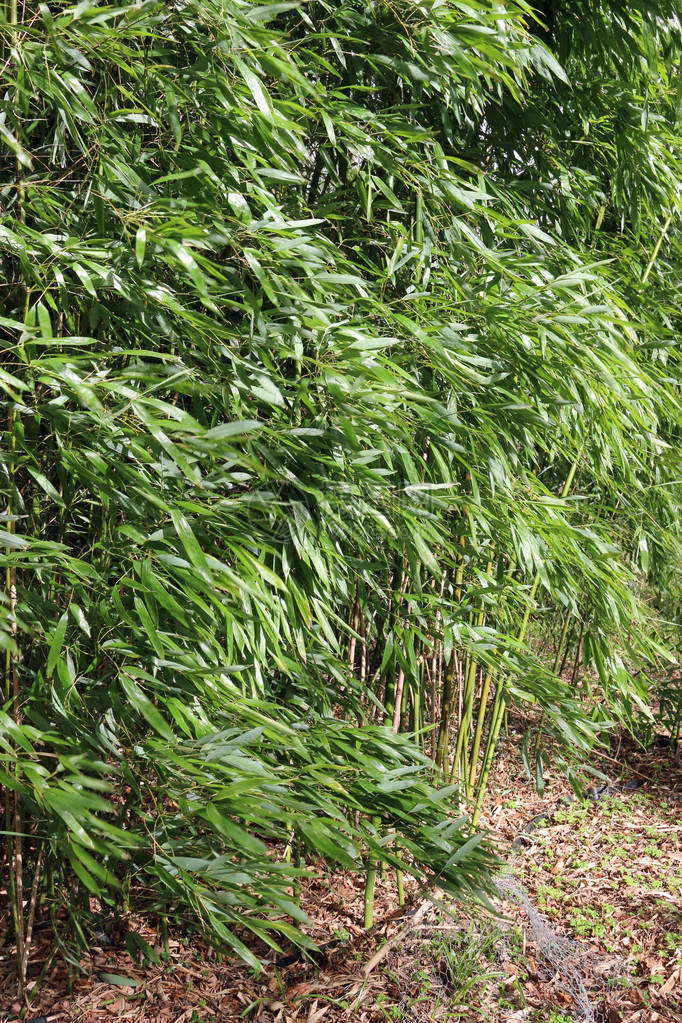 长年青竹杖植物在观赏花园中的一个有图片