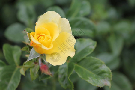 花园里盛开的花朵的惊人自然景观特写玫瑰日出下的黄玫瑰玫瑰丛图片