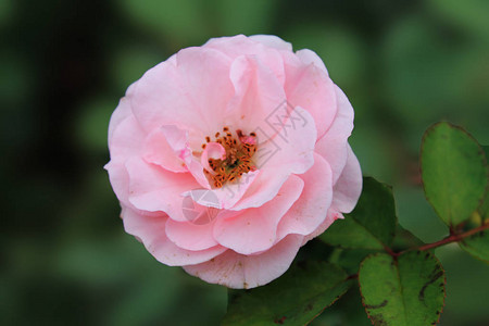 灌木上美丽的白玫瑰花园里的黄玫瑰与散景娇嫩的玫瑰玫瑰花园大图片