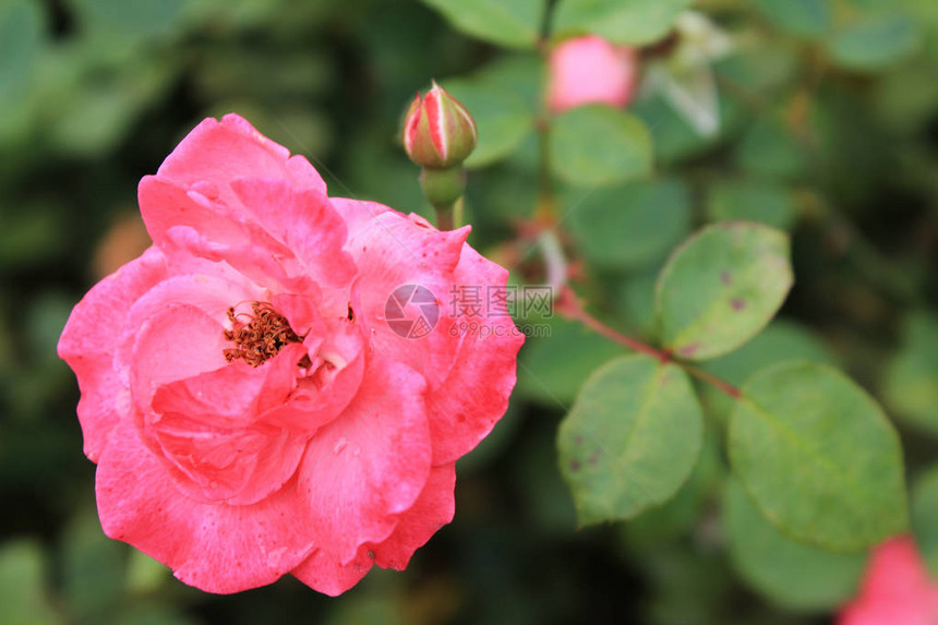 天然花卉背景与柔和的阳光下的玫瑰花背景粉红色的玫瑰花图片