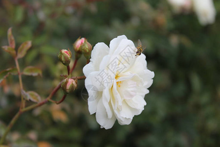 风中一只精致的白玫瑰梨子在孤立的绿色背图片