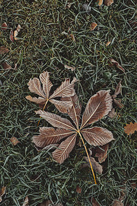 美丽的落花的栗子树叶被冰冻的草地图片