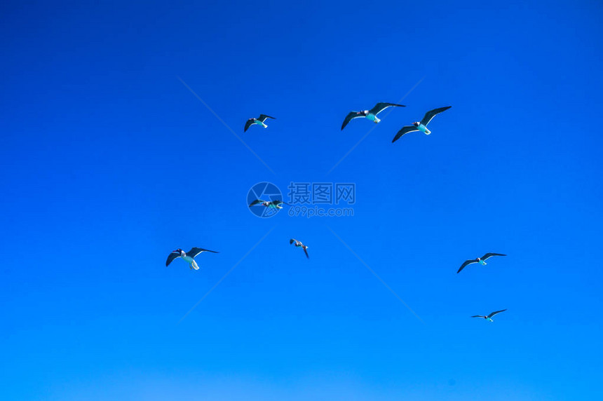 红海上的白鸟群海鸥在海岸附近的游艇上飞来去旅游设图片