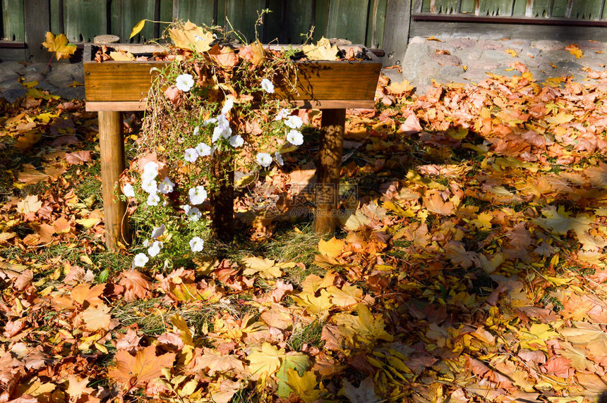 美丽的明亮的木花床白花铺满了一层秋图片