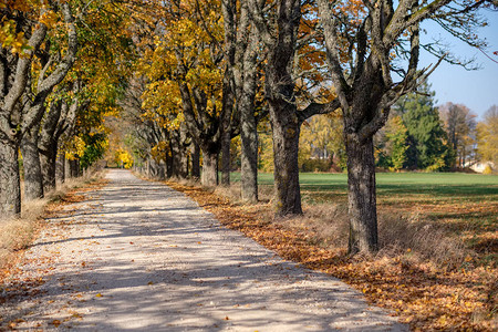 以秋色和树小巷的方式在两边和阴影下用秋色图片