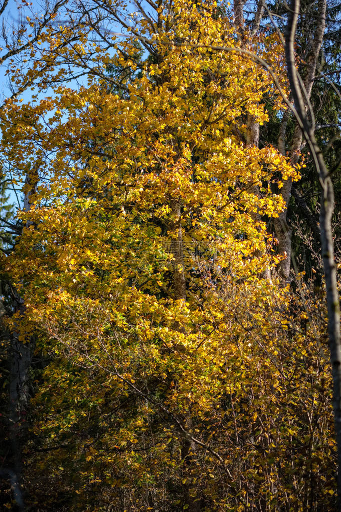秋天明亮的黄色白桦树叶和树枝纹理自然背景图片