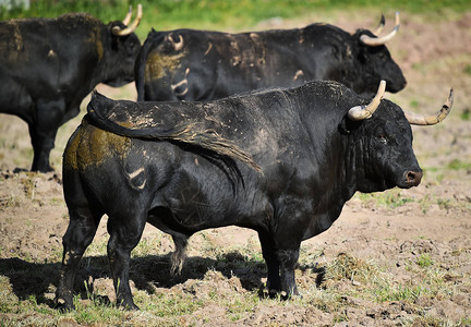在西班牙斗牛图片
