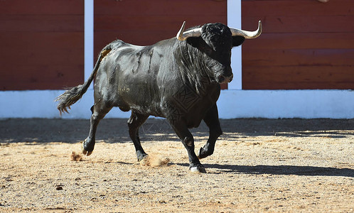 在西班牙奔跑的公牛图片
