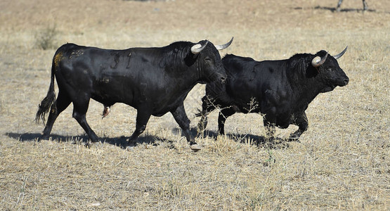 在西班牙奔跑的公牛图片
