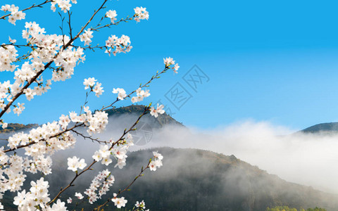 山云和樱花是美丽的景图片