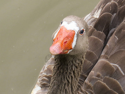 灰鹅头和橙色嘴唇的近距离接背景图片