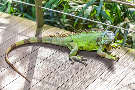 一只绿色微笑的大蜥蜴躺在动物园公的木道上图片