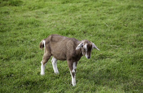 荷兰的山羊图片