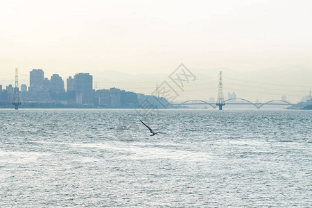 海鸥或海鸥飞翔图片