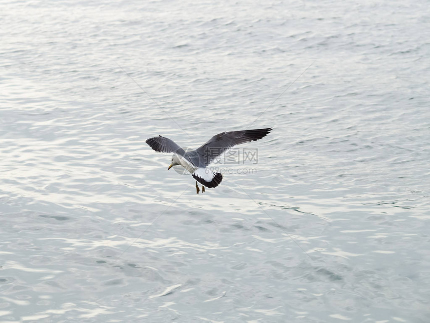 海鸥或海鸥飞翔图片